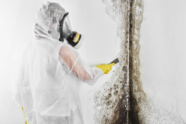 Mold Removal Process in Reform, AL