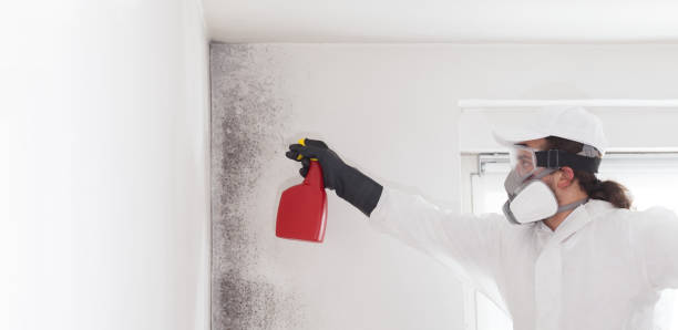 Best Commercial Mold Removal  in Reform, AL