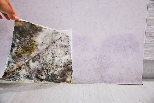 Best Crawl Space Mold Removal  in Reform, AL
